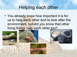 Helping each other
• You already know how important it is for
us to help each other and to look after the
environment, but did you know that other
living things help each other too?
 