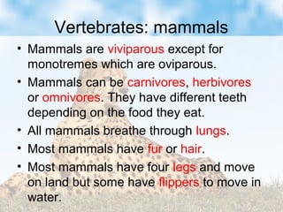 Vertebrates: mammals
• Mammals are viviparous except for
monotremes which are oviparous.
• Mammals can be carnivores, herbivores
or omnivores. They have different teeth
depending on the food they eat.
• All mammals breathe through lungs.
• Most mammals have fur or hair.
• Most mammals have four legs and move
on land but some have flippers to move in
water.
 