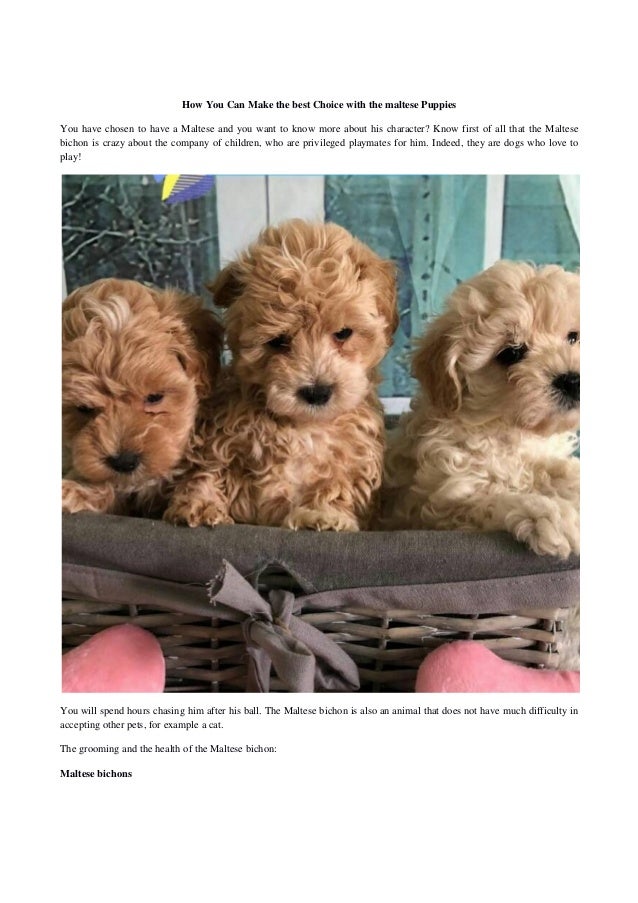 photos of maltese puppies