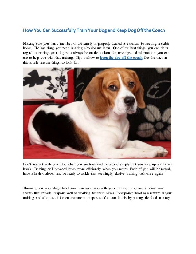 How You Can Successfully Train Your Dog And Keep Dog Off The Couch