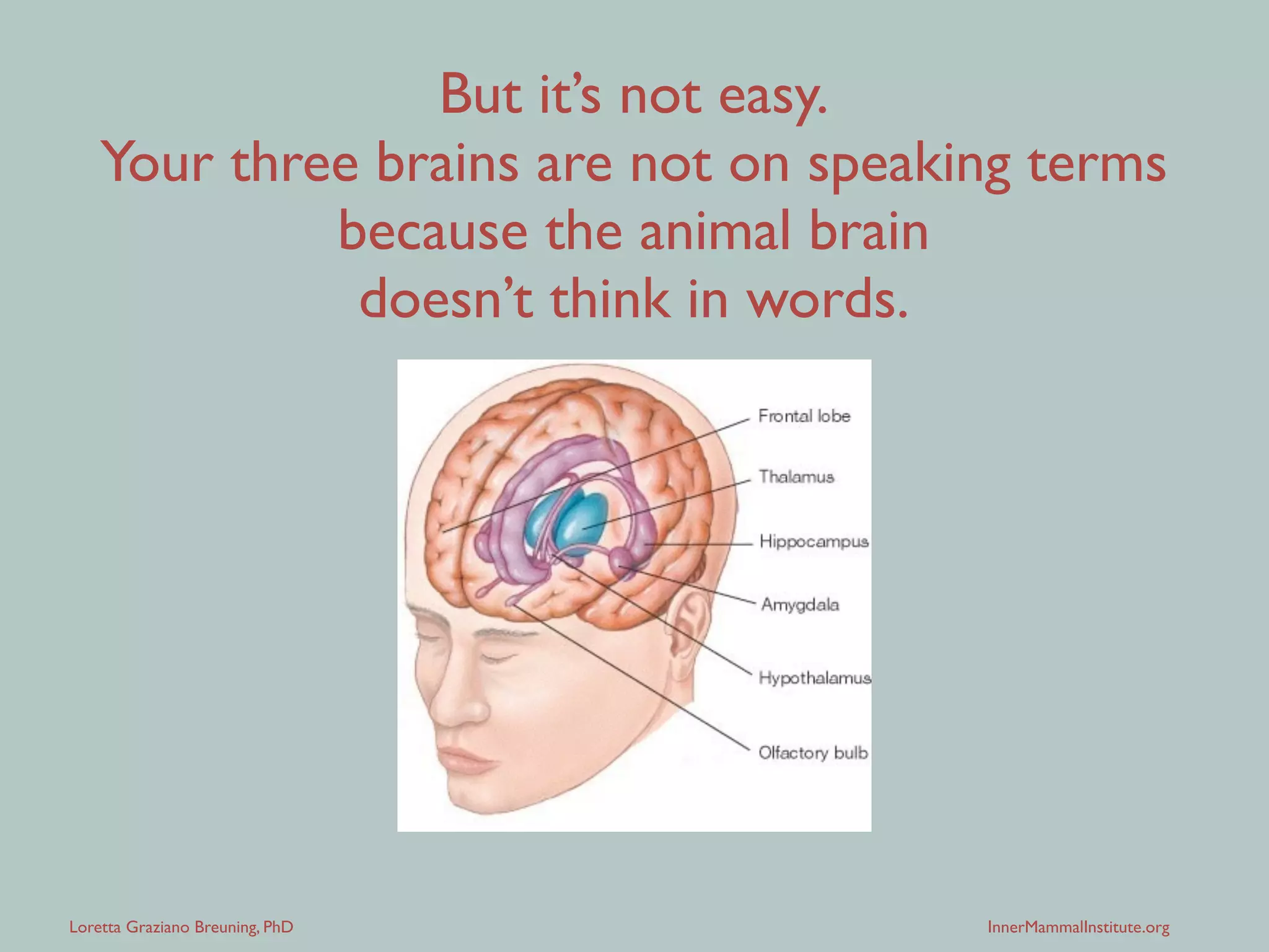 Loretta Graziano Breuning, PhD InnerMammalInstitute.org
But it’s not easy.
Your three brains are not on speaking terms
because the animal brain
doesn’t think in words.
 
