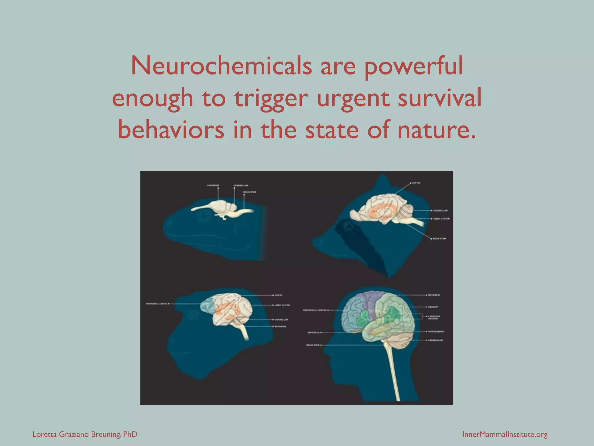 Loretta Graziano Breuning, PhD InnerMammalInstitute.org
Neurochemicals are powerful
enough to trigger urgent survival
behaviors in the state of nature.
 