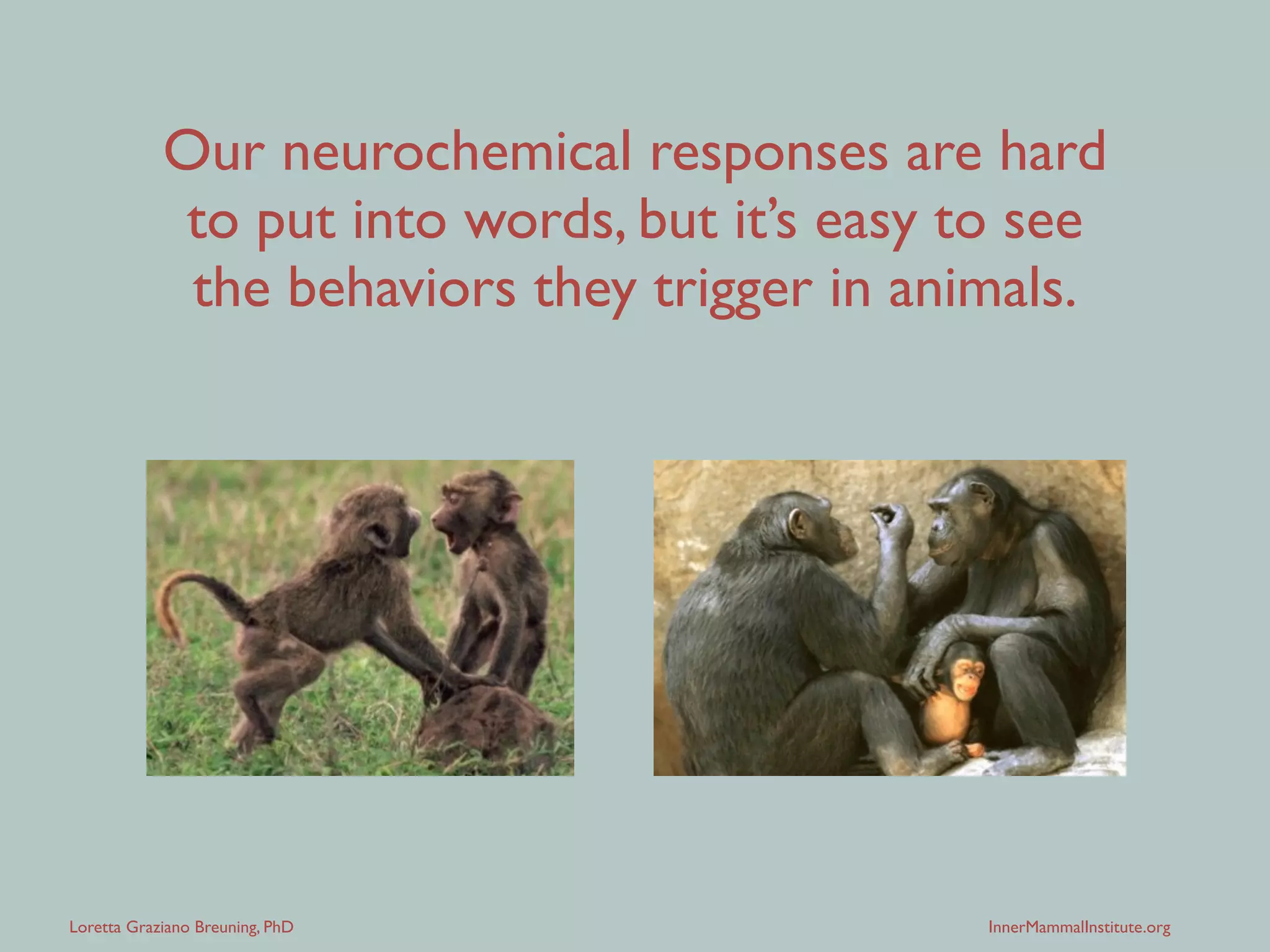 Loretta Graziano Breuning, PhD InnerMammalInstitute.org
Our neurochemical responses are hard
to put into words, but it’s easy to see
the behaviors they trigger in animals.
 