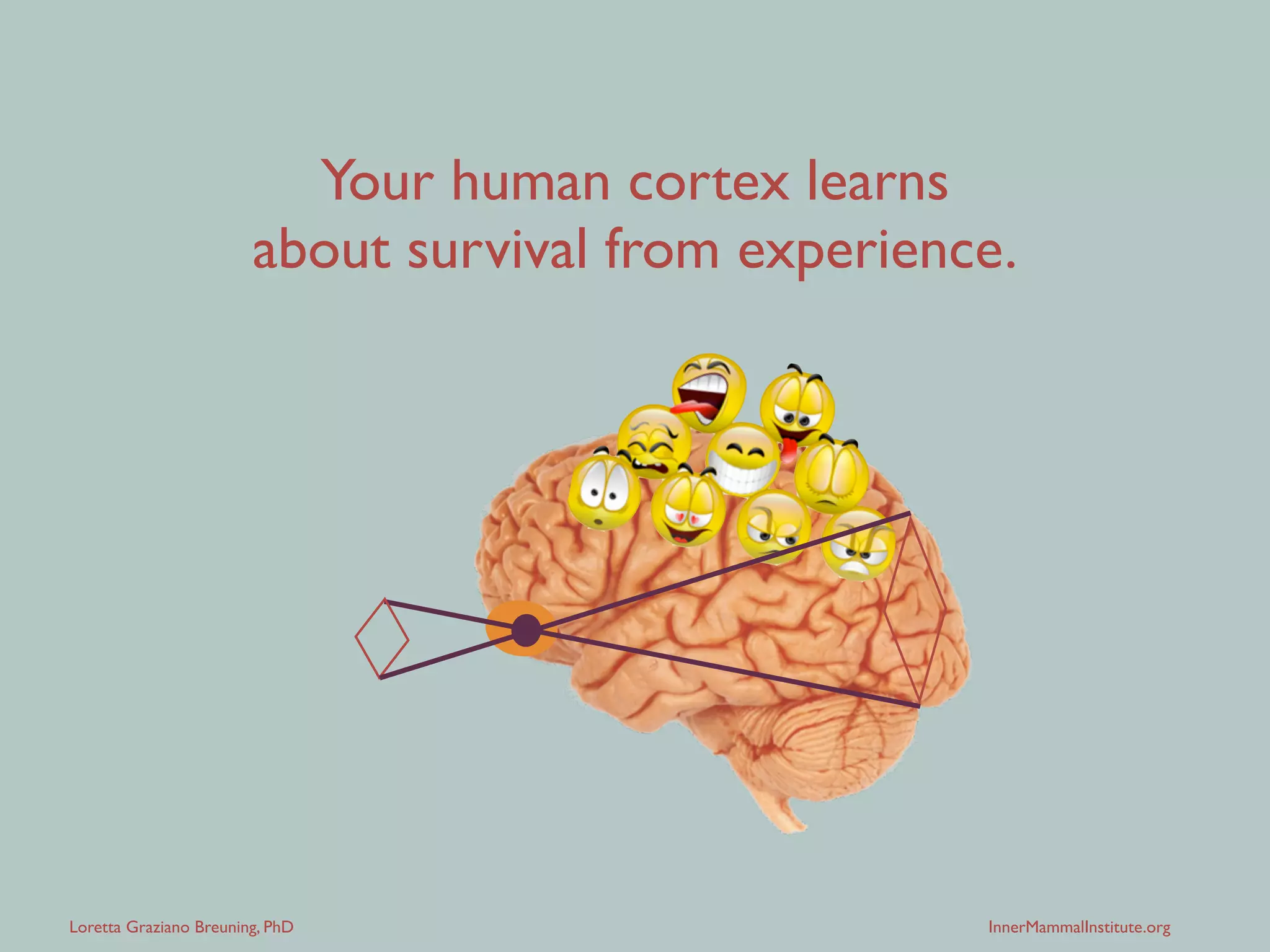 Loretta Graziano Breuning, PhD InnerMammalInstitute.org
Your human cortex learns
about survival by extracting patterns
from past experience.
 