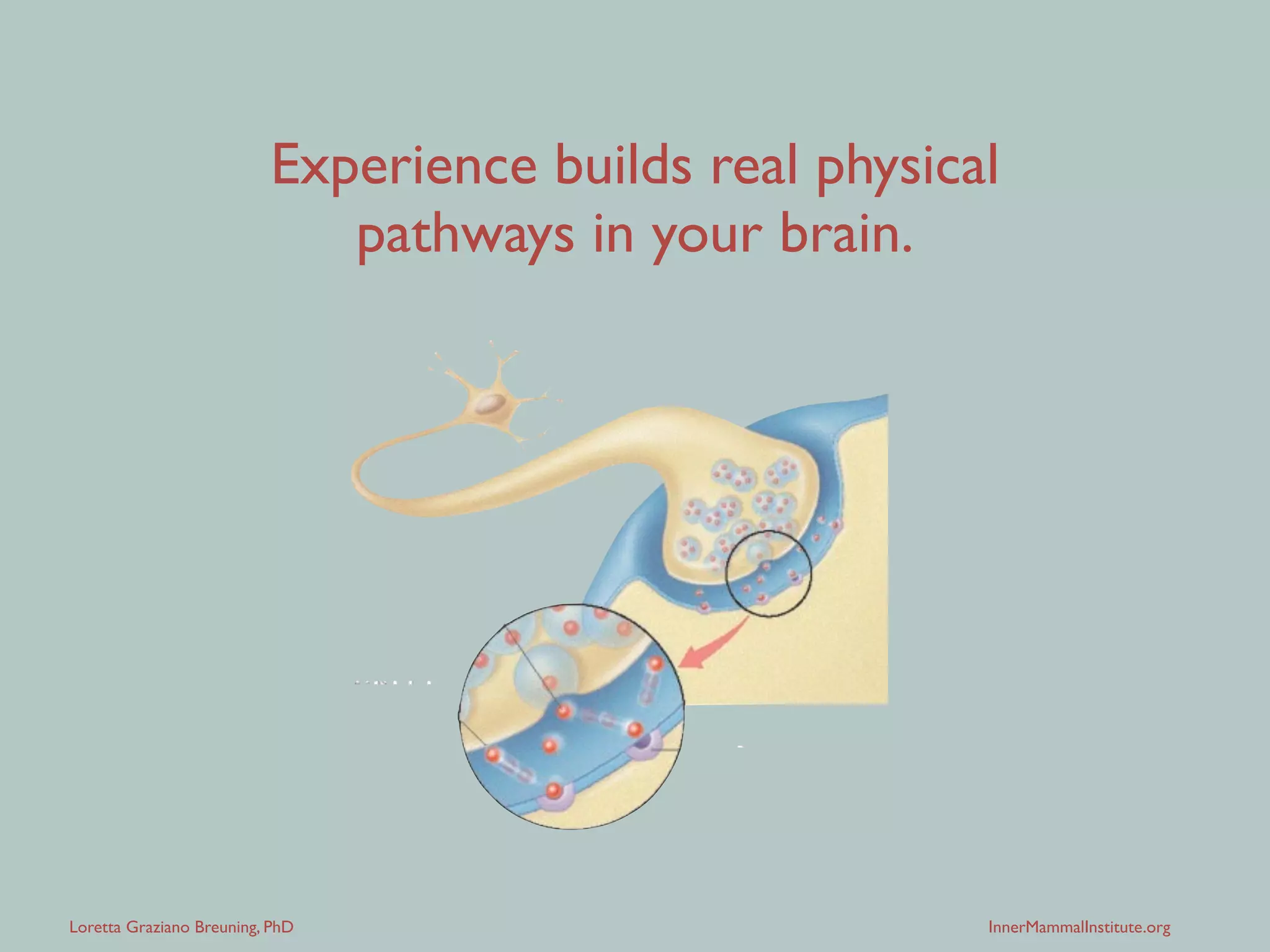 Loretta Graziano Breuning, PhD InnerMammalInstitute.org
You were born with lots of neurons 
but very few connections between them.  
Your connections built from life experience.
 