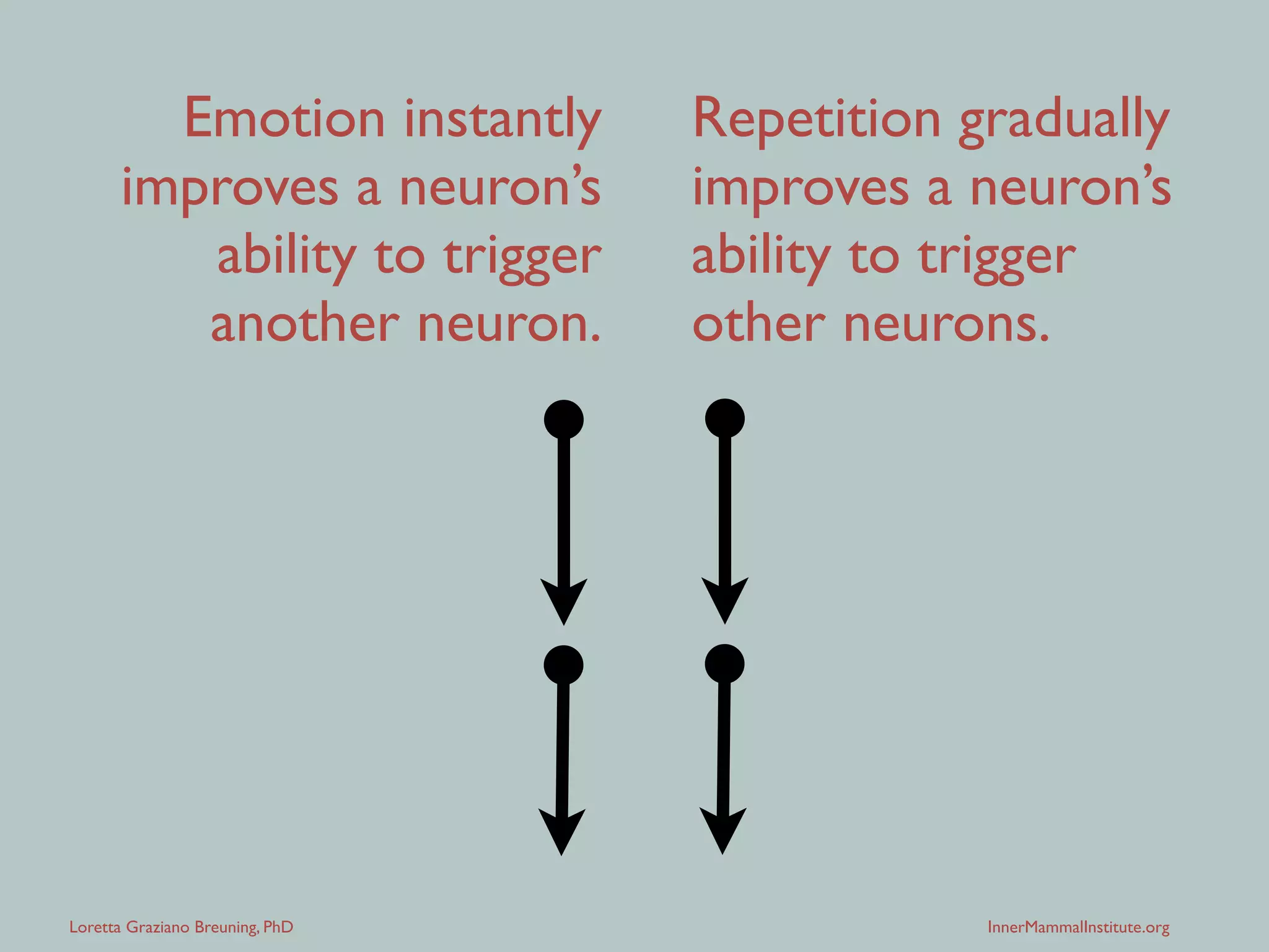 Loretta Graziano Breuning, PhD InnerMammalInstitute.org
Repetition gradually
improves a neuron’s
ability to trigger
other neurons.
Emotion instantly
improves a neuron’s
ability to trigger
another neuron.
 
