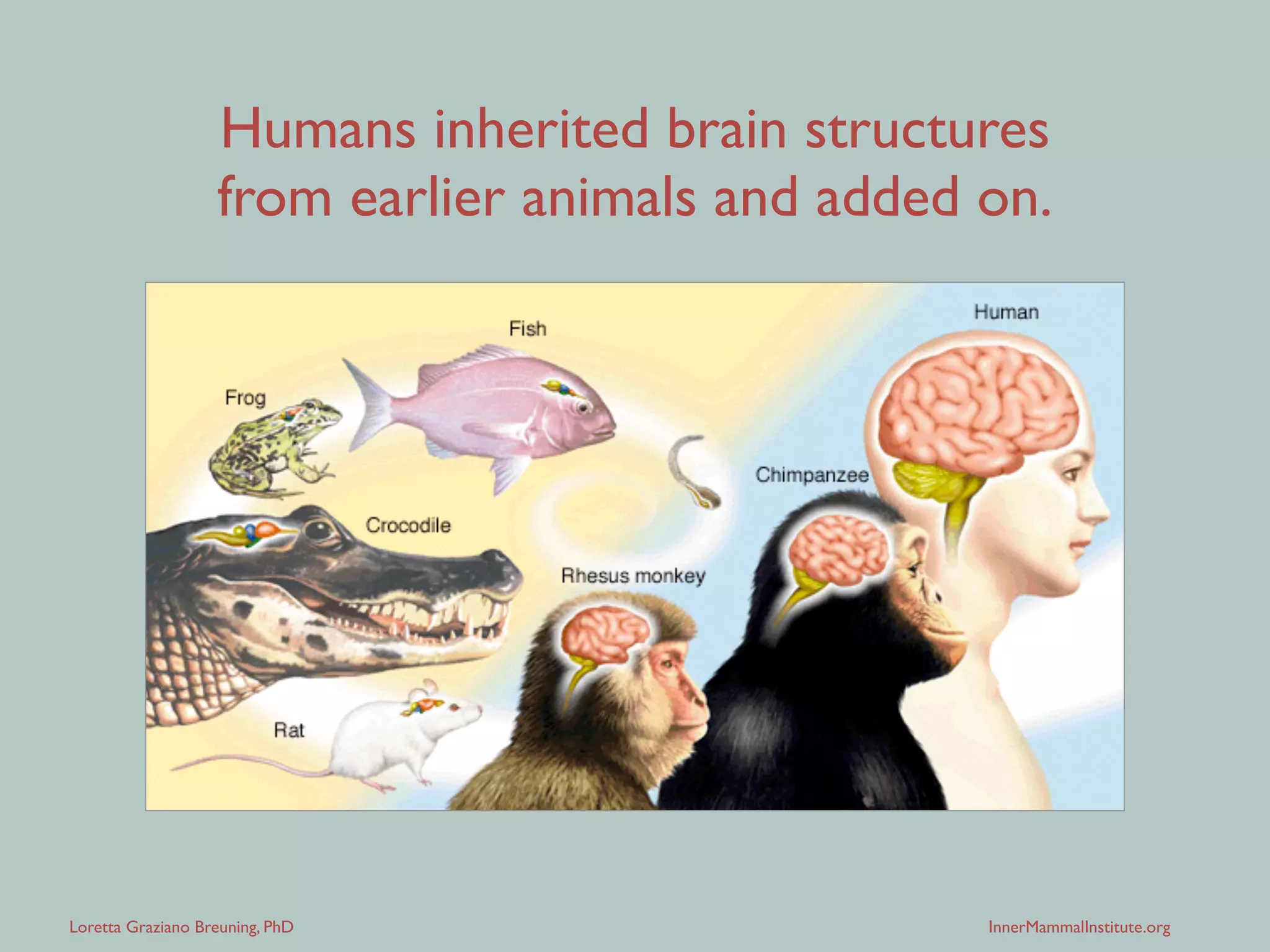 Loretta Graziano Breuning, PhD InnerMammalInstitute.org
Humans inherited brain structures
from earlier animals and added on.
 