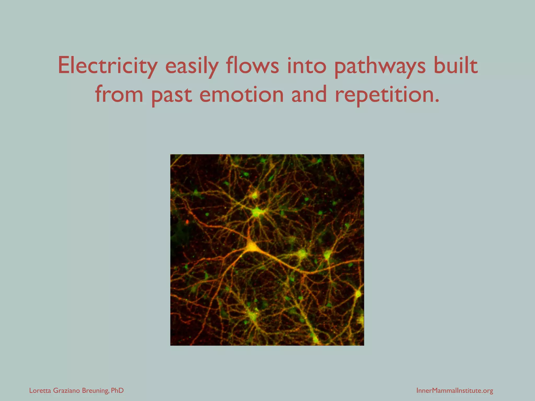 Loretta Graziano Breuning, PhD InnerMammalInstitute.org
The electricity in
your brain ﬂows like
water in a storm,
ﬁnding the paths of
least resistance.
 
