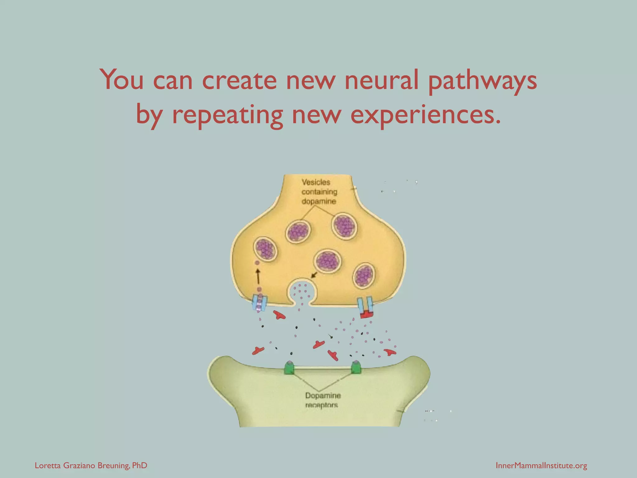 Loretta Graziano Breuning, PhD InnerMammalInstitute.org
Electricity ﬂows easily into the pathways
built from past emotion and repetition.
 