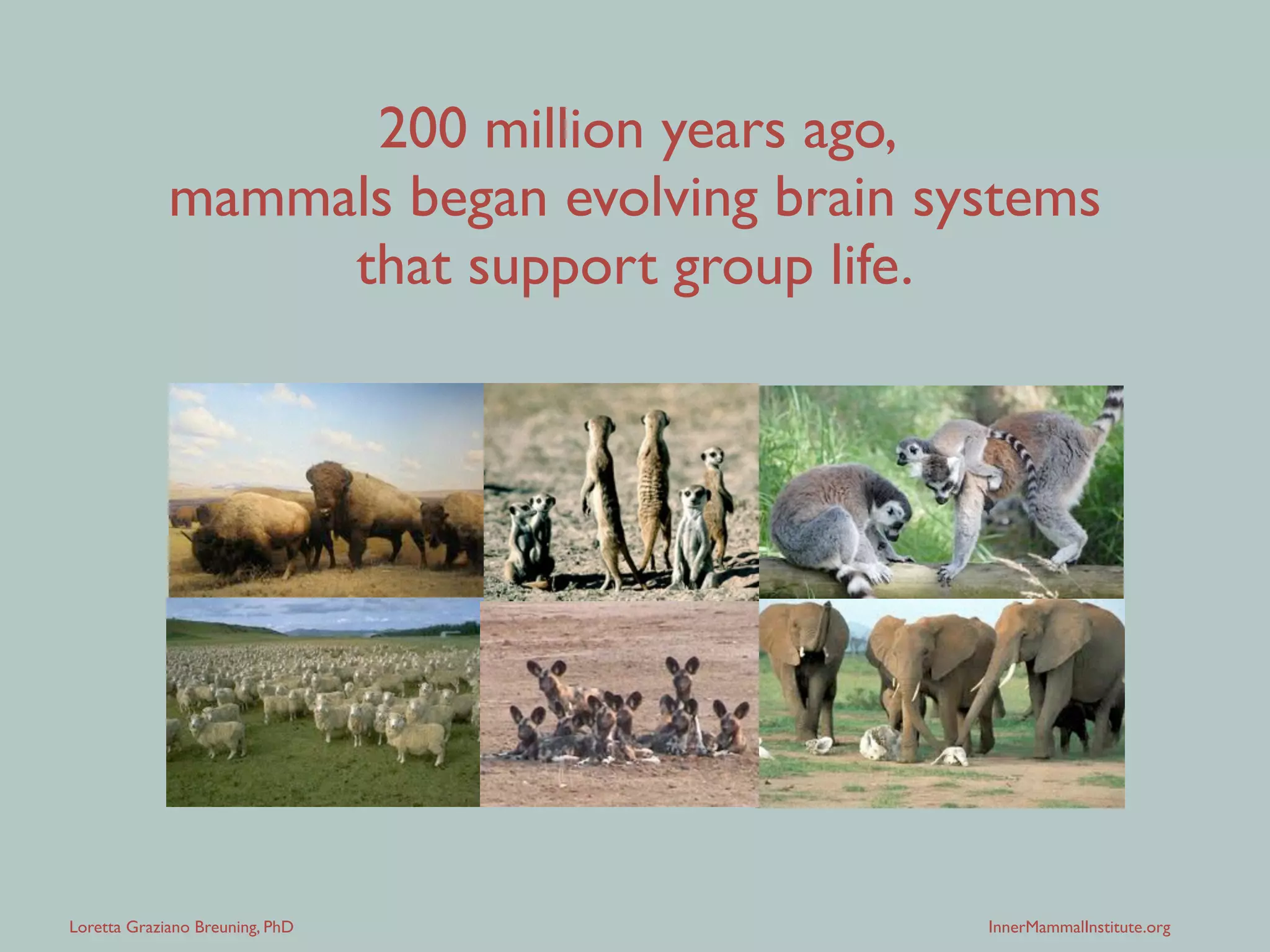 Loretta Graziano Breuning, PhD InnerMammalInstitute.org
But it’s not easy.
!
The more you know about
how your brains works,
the better you can promote
your own well-being.
 