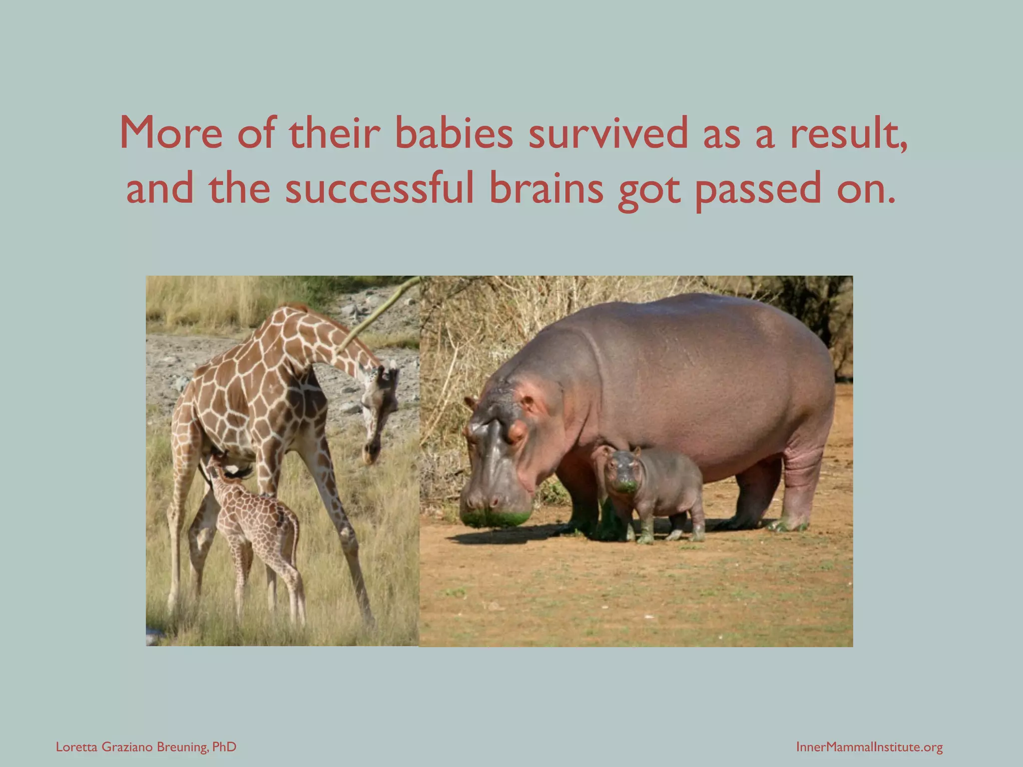 Loretta Graziano Breuning, PhD InnerMammalInstitute.org
200 million years ago,
mammals began evolving brain systems
that support group life.
 