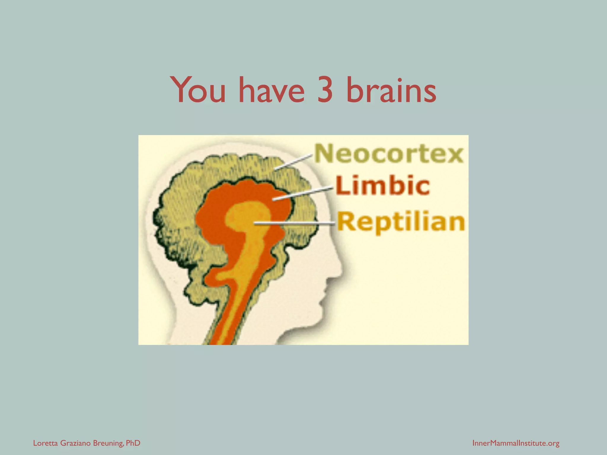 Loretta Graziano Breuning, PhD InnerMammalInstitute.org
You have 3 brains
 