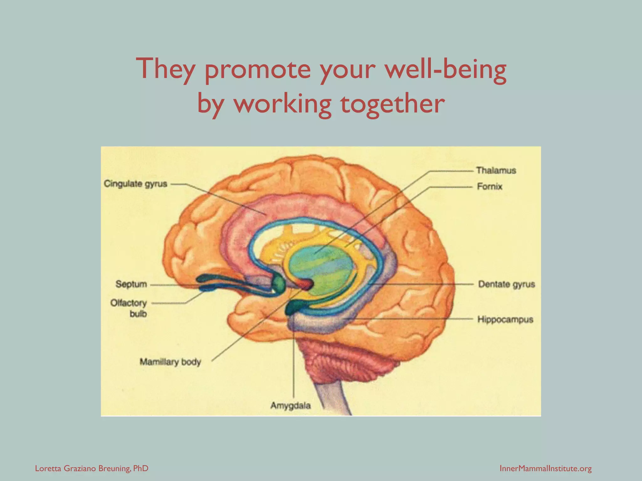 Loretta Graziano Breuning, PhD InnerMammalInstitute.org
They promote your well-being 
by working together
 