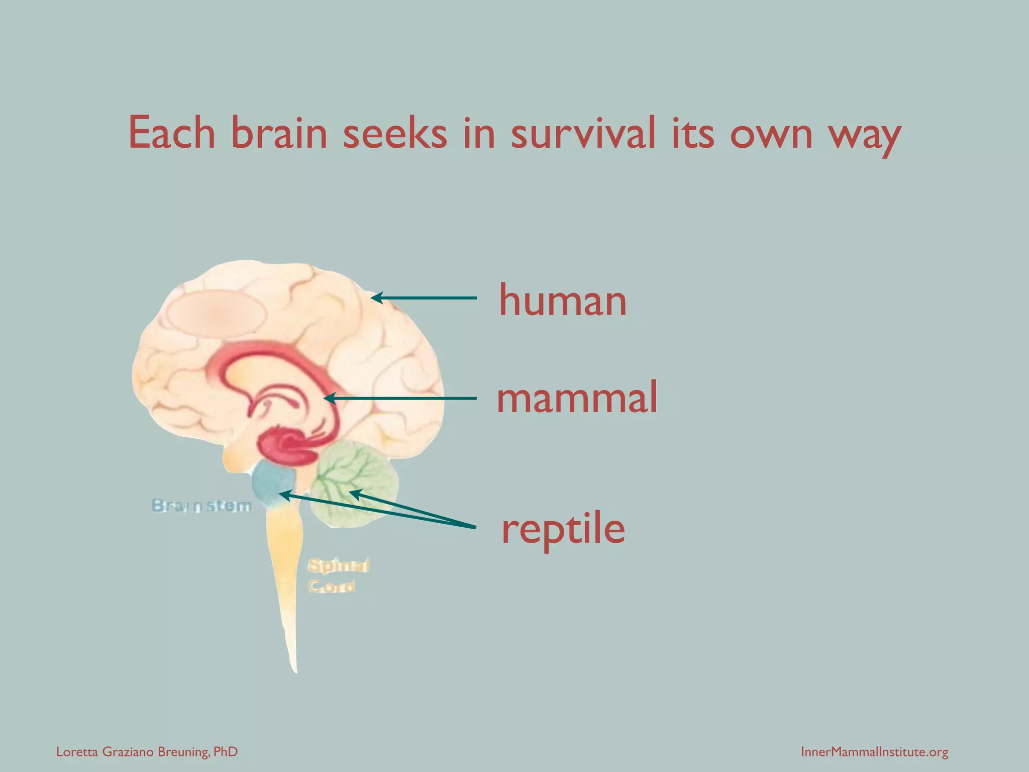 Loretta Graziano Breuning, PhD InnerMammalInstitute.org
Each brain seeks in survival its own way
reptile
mammal
human
 
