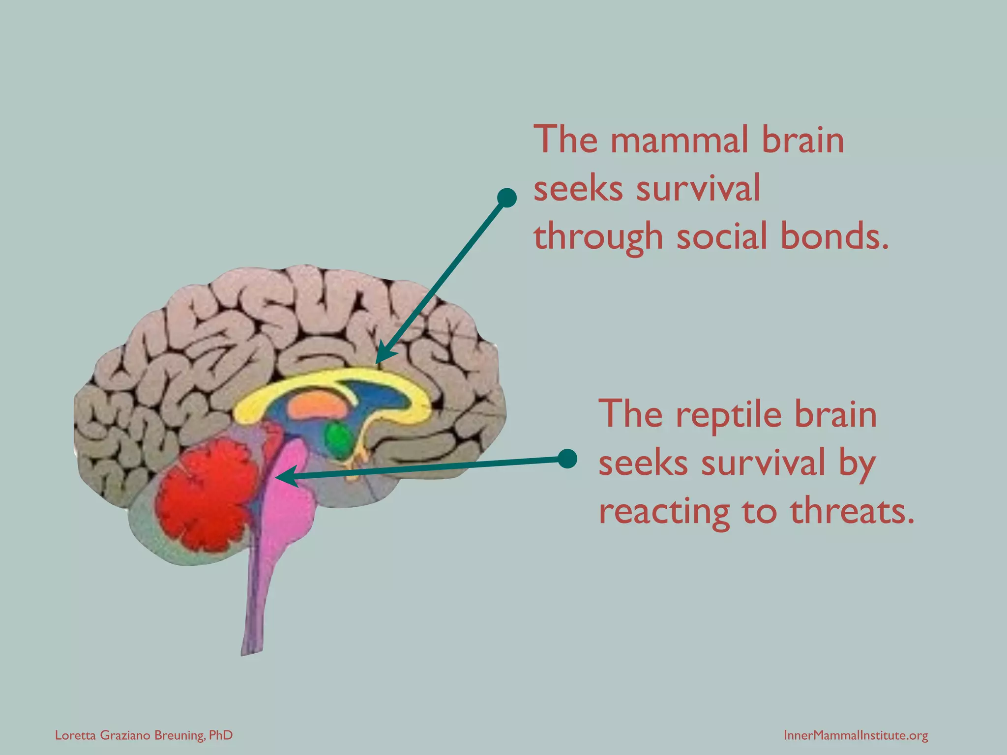 Loretta Graziano Breuning, PhD InnerMammalInstitute.org
The reptile brain
seeks survival by
reacting to threats.
The mammal brain  
seeks survival 
through social bonds.
 