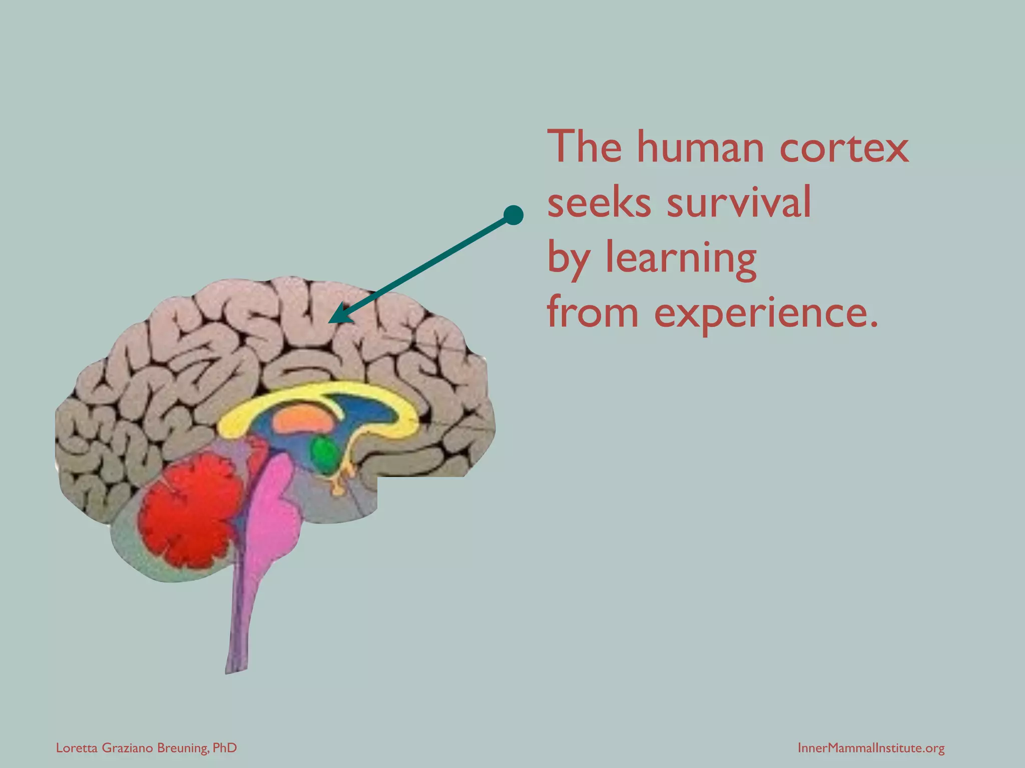 Loretta Graziano Breuning, PhD InnerMammalInstitute.org
The human cortex
seeks survival
by learning patterns
from experience.
 