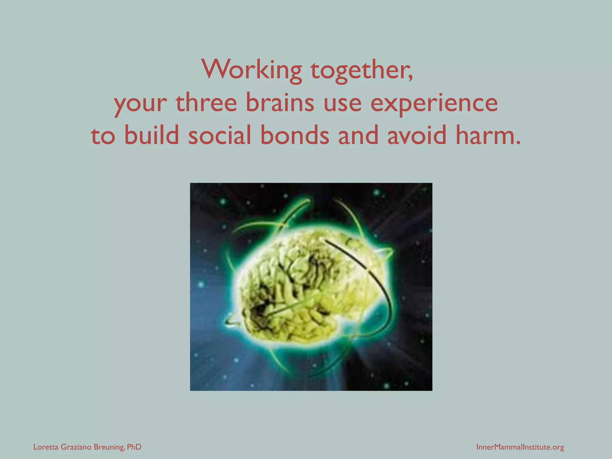 Loretta Graziano Breuning, PhD InnerMammalInstitute.org
Working together,
your three brains use experience
to build social bonds and avoid threats.
 