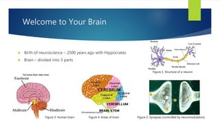 Book Review of 'How Your Brain Works' | PPTX