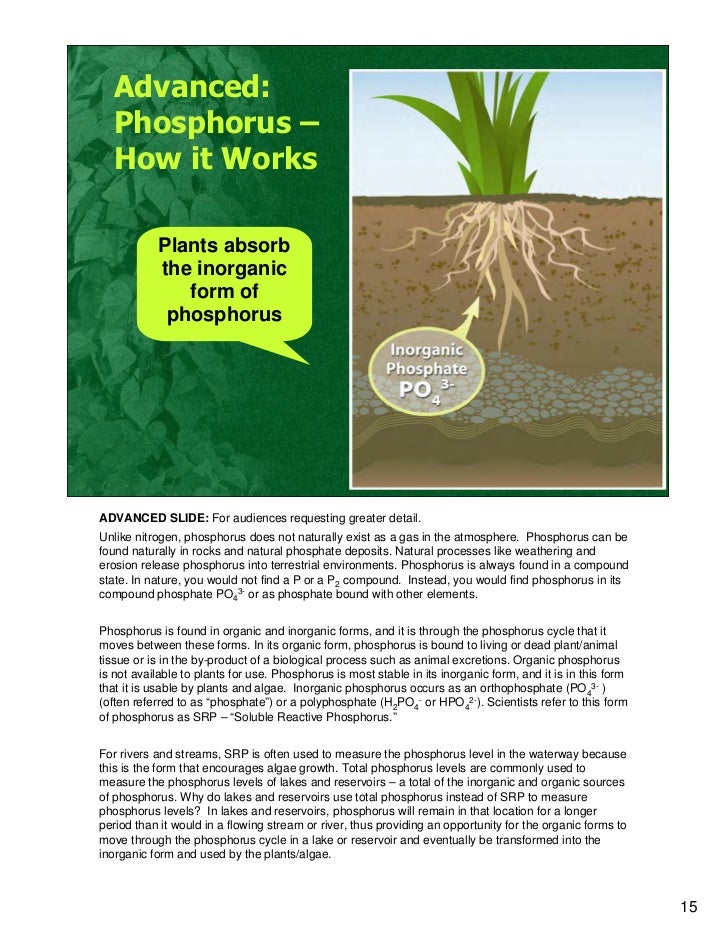 Where Can You Find Phosphorus In Nature Where Can You Find Phosphorus In Nature
