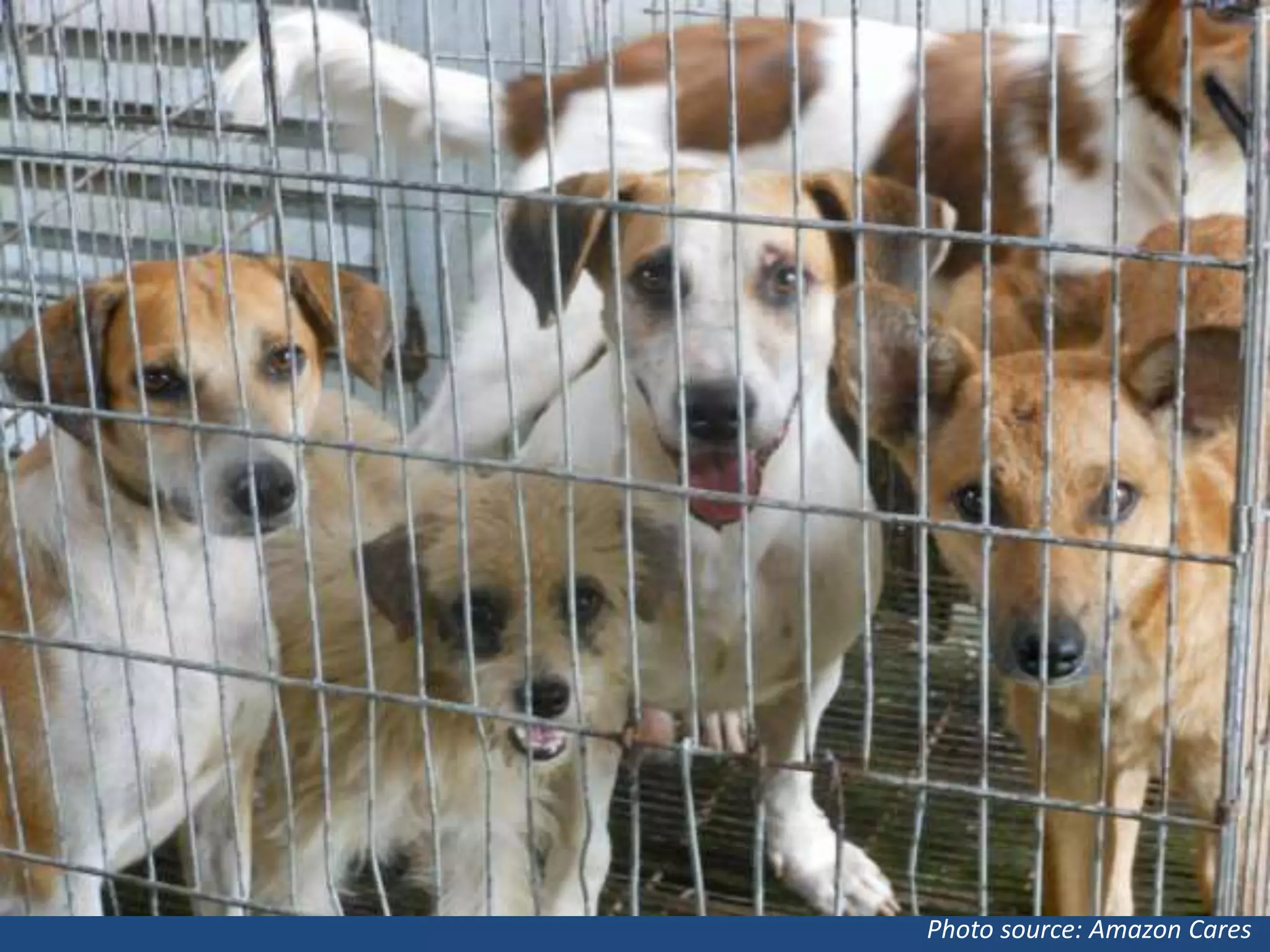 Photo source: Amazon Cares

 