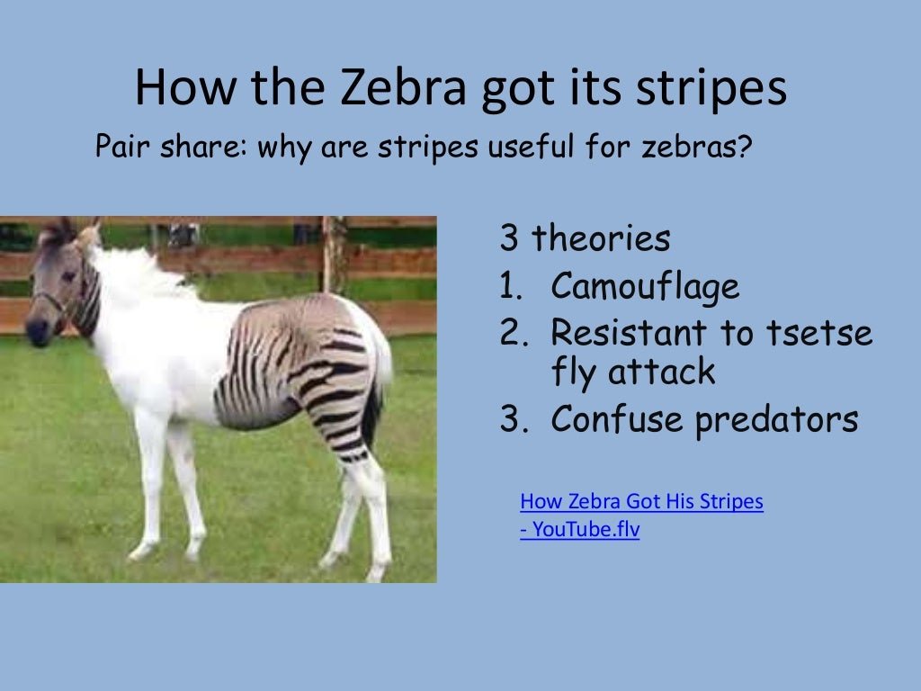 How zebra got stripes