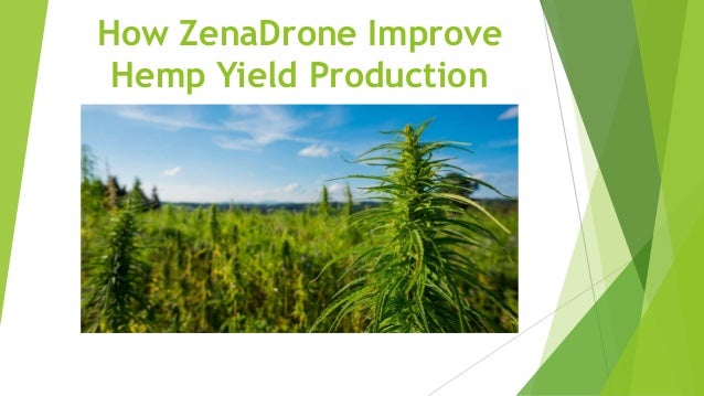 How ZenaDrone Improve
Hemp Yield Production
 