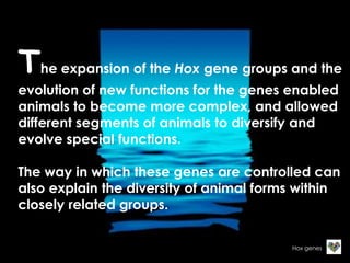 The expansion of the Hox gene groups and the 
evolution of new functions for the genes enabled 
animals to become more complex, and allowed 
different segments of animals to diversify and 
evolve special functions. 
The way in which these genes are controlled can 
also explain the diversity of animal forms within 
closely related groups. 
Hox genes 
 