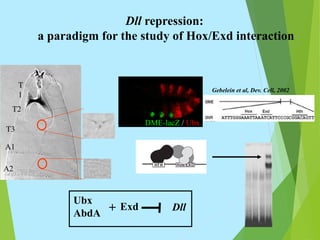 A2
A1
T2
T3
T
1
Gebelein et al, Dev. Cell, 2002
Dll repression:
a paradigm for the study of Hox/Exd interaction
DME-lacZ / Ubx
Ubx
AbdA
Dll
Exd
+
 