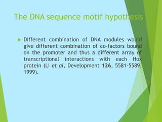 The DNA sequence motif hypothesis
 Different combination of DNA modules would
give different combination of co-factors bound
on the promoter and thus a different array of
transcriptional interactions with each Hox
protein (Li et al, Development 126, 5581-5589,
1999).
 