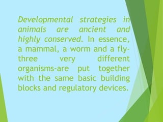 Developmental strategies in
animals are ancient and
highly conserved. In essence,
a mammal, a worm and a fly-
three very different
organisms-are put together
with the same basic building
blocks and regulatory devices.
 