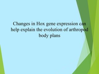 Changes in Hox gene expression can
help explain the evolution of arthropod
body plans
 
