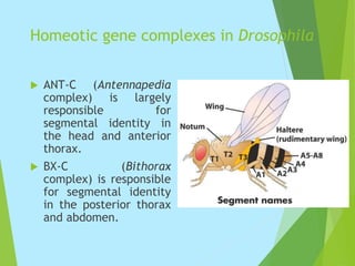 Homeotic gene complexes in Drosophila
 ANT-C (Antennapedia
complex) is largely
responsible for
segmental identity in
the head and anterior
thorax.
 BX-C (Bithorax
complex) is responsible
for segmental identity
in the posterior thorax
and abdomen.
 