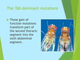 The Tab dominant mutations
 These gain of
function mutations
transform part of
the second thoracic
segment into the
sixth abdominal
segment.
 