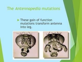 The Antennapedia mutations
 These gain of function
mutations transform antenna
into leg.
 