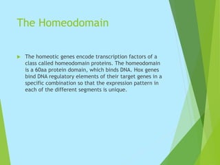 The Homeodomain
 The homeotic genes encode transcription factors of a
class called homeodomain proteins. The homeodomain
is a 60aa protein domain, which binds DNA. Hox genes
bind DNA regulatory elements of their target genes in a
specific combination so that the expression pattern in
each of the different segments is unique.
 