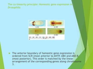 The co-linearity principle: Homeotic gene expression in
Drosophila
 The anterior boundary of homeotic gene expression is
ordered from SCR (most anterior to ANTP, UBX and ABD-B
(most posterior). This order is matched by the linear
arrangement of the corresponding genes along chromosome
3.
 