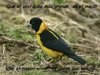 Que el obstáculo más grande, es el miedo Que el mayor error, es darse por vencido 