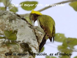 Que el mayor reto, es aprender Que la mayor distracción, es el trabajo 