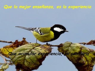 Que acumular experiencia, es sabiduría Que la mejor enseñanza, es la experiencia 