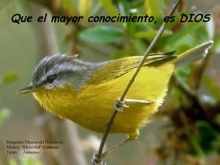 Que el mayor conocimiento, es DIOS Imágenes: Pájaros del Himalaya.. Música: “Eternidad”  Cortazar . Texto:  Anónimo. 