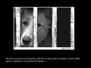 Mi perro se paro en la puerta y de ahí no hay quien lo saque, come, bebe agua y regresa a su puesto de espera … 