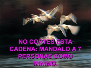 NO CORTES ESTA CADENA: MANDALO A 7 PERSONAS COMO MINIMO.