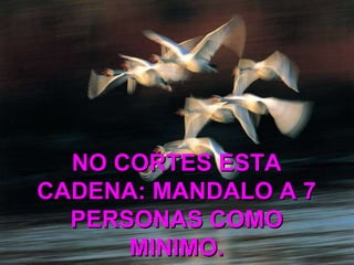 NO CORTES ESTA CADENA: MANDALO A 7 PERSONAS COMO MINIMO. 