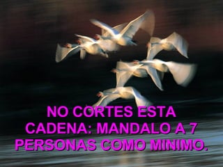 NO CORTES ESTA CADENA: MANDALO A 7 PERSONAS COMO MINIMO. 