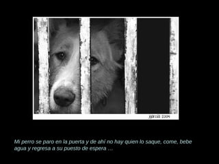 Mi perro se paro en la puerta y de ahí no hay quien lo saque, come, bebe agua y regresa a su puesto de espera … 