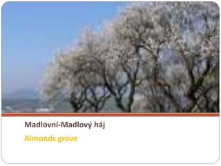 Madlovní-Madlový háj
Almonds grove
 