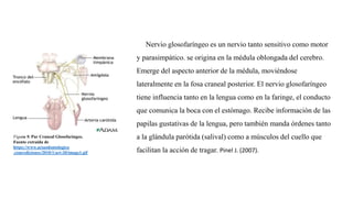 Figura 9. Par Craneal Glosofaríngeo.
Fuente extraída de
https://www.actaodontologica
.com/ediciones/2010/1/art-20/image1.gif
Nervio glosofaríngeo es un nervio tanto sensitivo como motor
y parasimpático. se origina en la médula oblongada del cerebro.
Emerge del aspecto anterior de la médula, moviéndose
lateralmente en la fosa craneal posterior. El nervio glosofaríngeo
tiene influencia tanto en la lengua como en la faringe, el conducto
que comunica la boca con el estómago. Recibe información de las
papilas gustativas de la lengua, pero también manda órdenes tanto
a la glándula parótida (salival) como a músculos del cuello que
facilitan la acción de tragar. Pinel J. (2007).
 