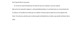 Par Craneal Nervio Accesorio
Es un nervio motor formado por la unión de una raíz craneana y una raíz espinal.
Que activa los músculos trapecio y esternocleidomastoideo, lo cual interviene en el movimiento de
la cabeza y los hombros de modo que sus señales se hacen notar en parte de la zona superior del
tórax. En concreto, permite que la cabeza quede inclinada hacia un lado y que pueda inclinarse hacia
atrás.
 