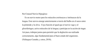 Par Craneal Nervio Hipogloso
Es un nervio motor para los músculos extrínsecos e intrínsecos de la
lengua. Este nervio emerge anteriormente a través del bulbo en el surco entre
la pirámide y la oliva. Cuya función al igual que el nervio vago y el
glosofaríngeo, activa músculos de la lengua y participa en la acción de tragar.
Así pues, trabajan juntos para permitir que la deglución sea realizada
correctamente, algo fundamental para el buen estado del organismo.
(Velásquez Castaño, y otros, 2018).
 