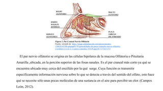 Figura 2. Par Craneal Nervio Olfatorio
Fuente: extraído de https://image.slidesharecdn.com/parescraneales-
130630165306-phpapp01/95/generalidades-de-pares-craneales-nervio-olfatorio-
y-oculares-i-ii-iii-iv-vi-pares-craneales-10-638.jpg?cb=1372611372
El par nervio olfatorio se origina en las células bipolares de la mucosa Olfatoria o Pituitaria
Amarilla ,ubicada, en la porción superior de las fosas nasales. Es el par craneal más corto ya qué se
encuentra ubicado muy cerca del encéfalo por la qué surge. Cuya función es transmitir
específicamente información nerviosa sobre lo que se detecta a través del sentido del olfato, esto hace
qué se necesite sólo unas pocas moléculas de una sustancia en el aire para percibir un olor. (Campos
León, 2012).
 